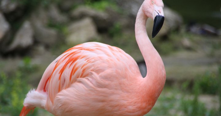 Pink Floyd, a flamingo that escaped Kansas zoo, found 17 years later in  Texas - National