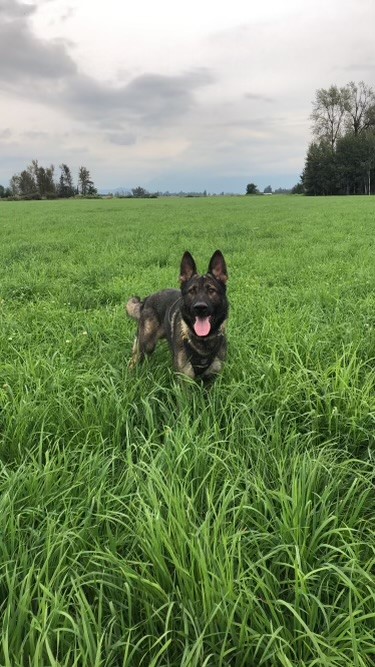 Kelowna police service dog Jango has earned his keep this week, both chasing down a suspect and finding an abandoned 9-mm gun.