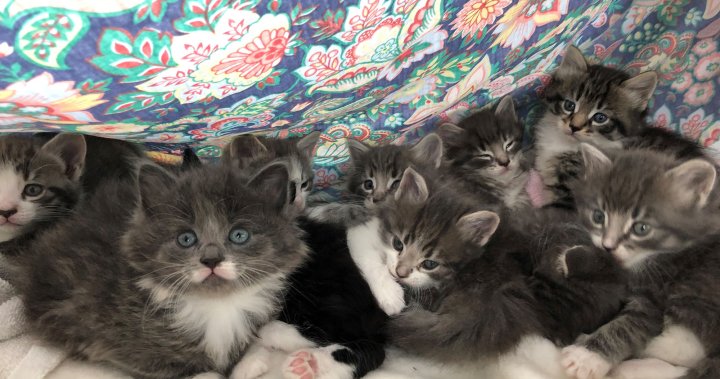 Napanee OSPCA seeks public’s help in naming 13 kittens