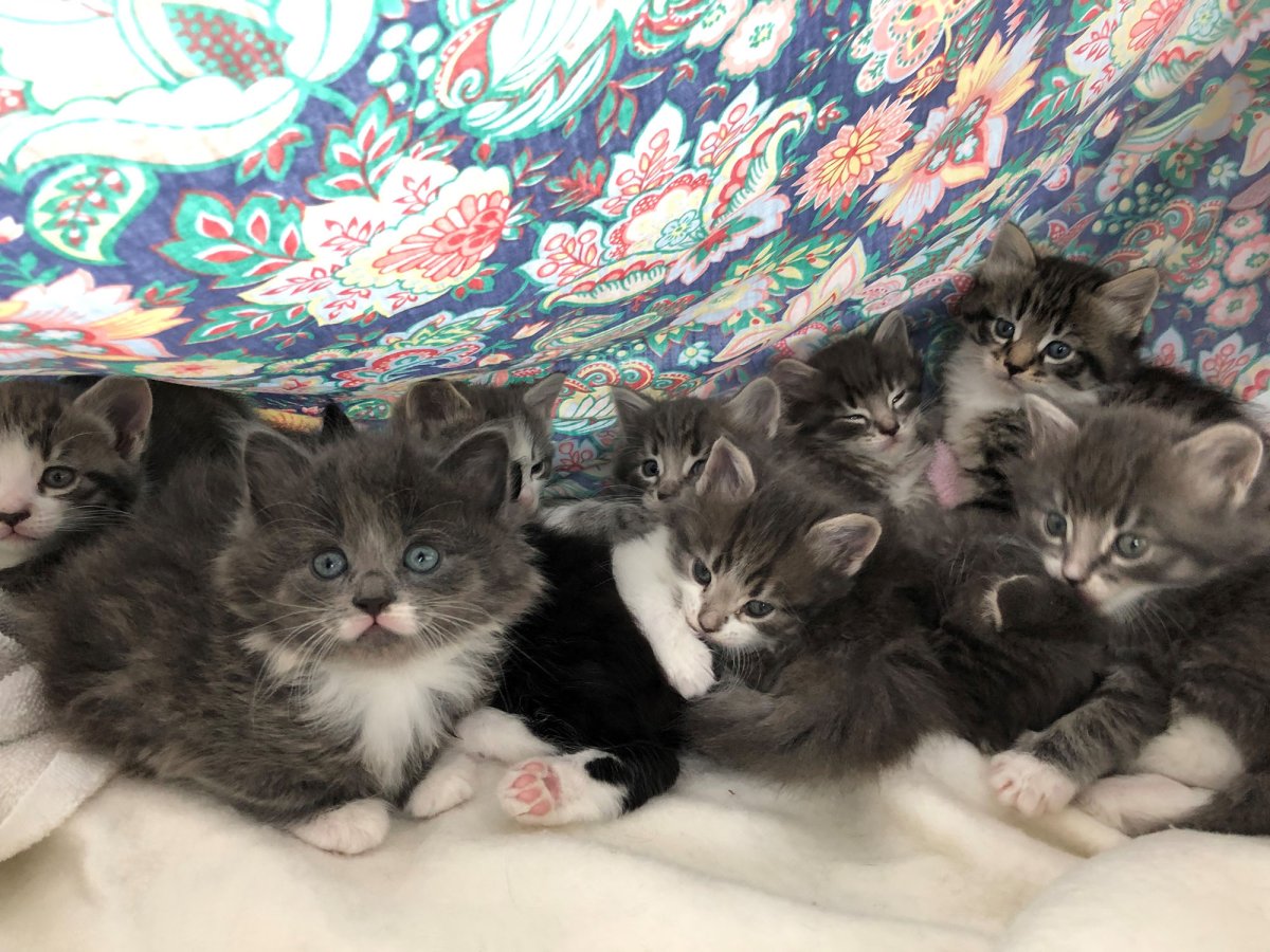13 kittens are the Napanee OSPCA location are the subject of a naming contest.