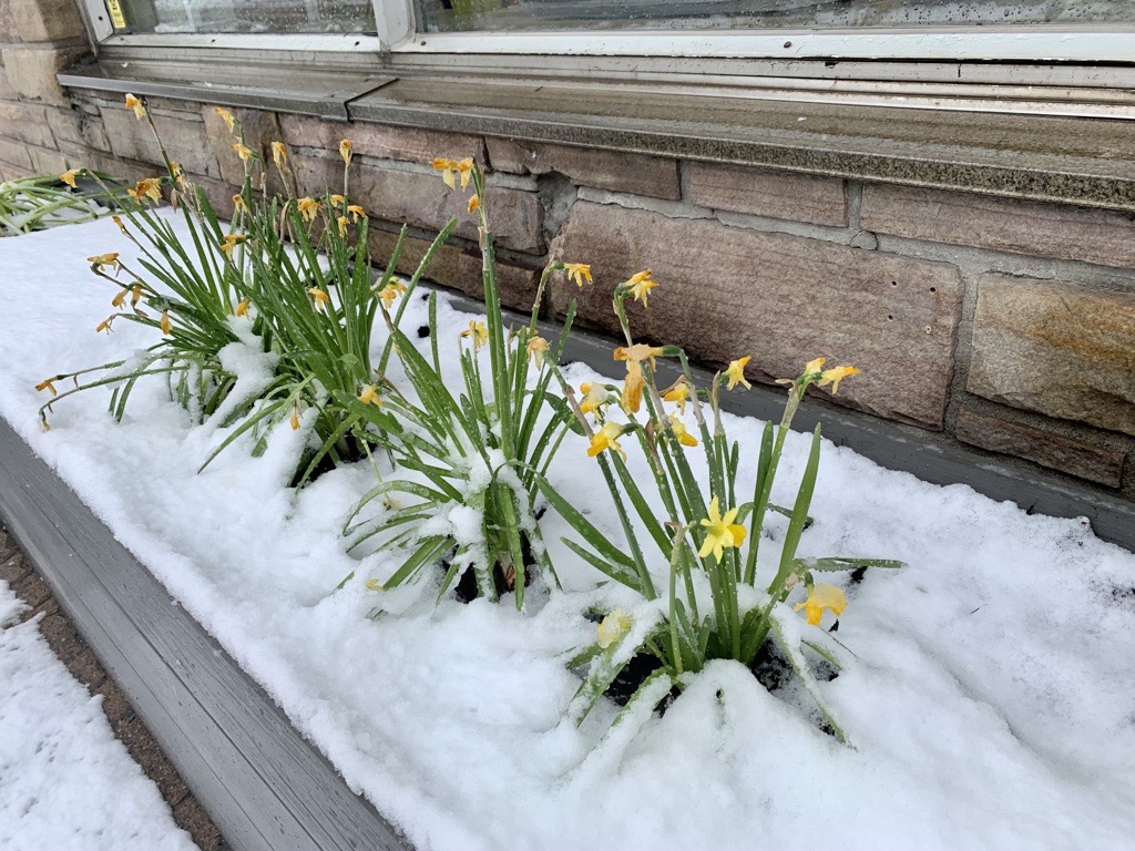 A bed of flowers covered in snow on April 19, 2022 in Montreal.