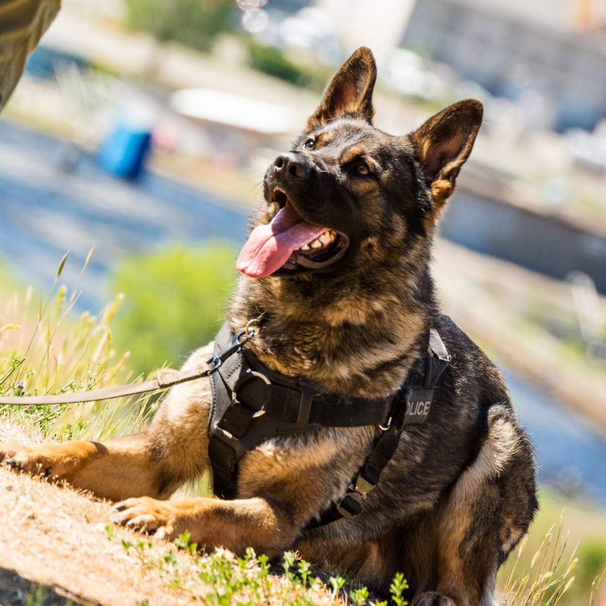 PDS dog Mysan and his handler tracked the suspects and located two of them who were both found hiding in the wood.