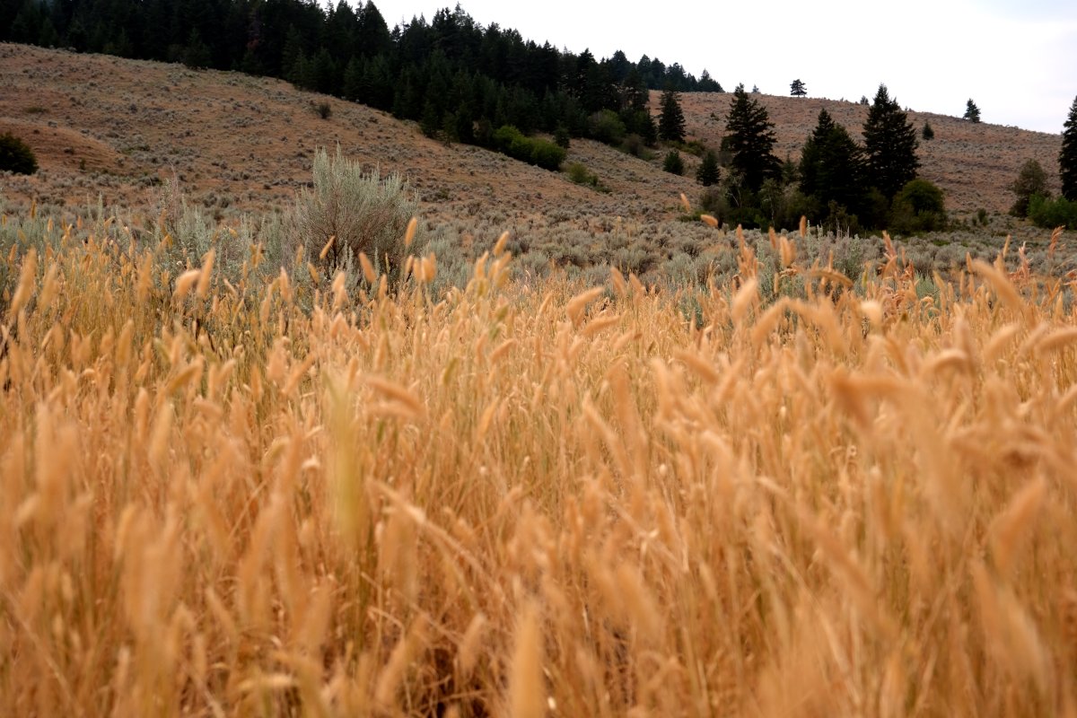 The Nature Trust of BC says it would like to add 65 hectares of private land in the South Okanagan to the already-conserved land of the White Lake Basin Biodiversity Ranch.