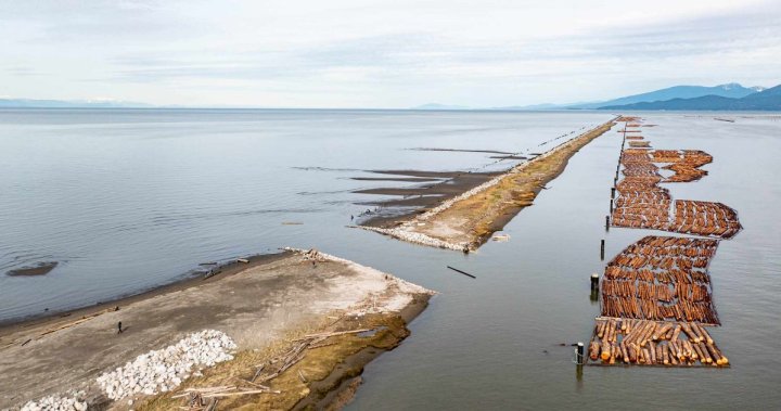Work to protect juvenile salmon in Fraser River’s north arm a success: Conservationists