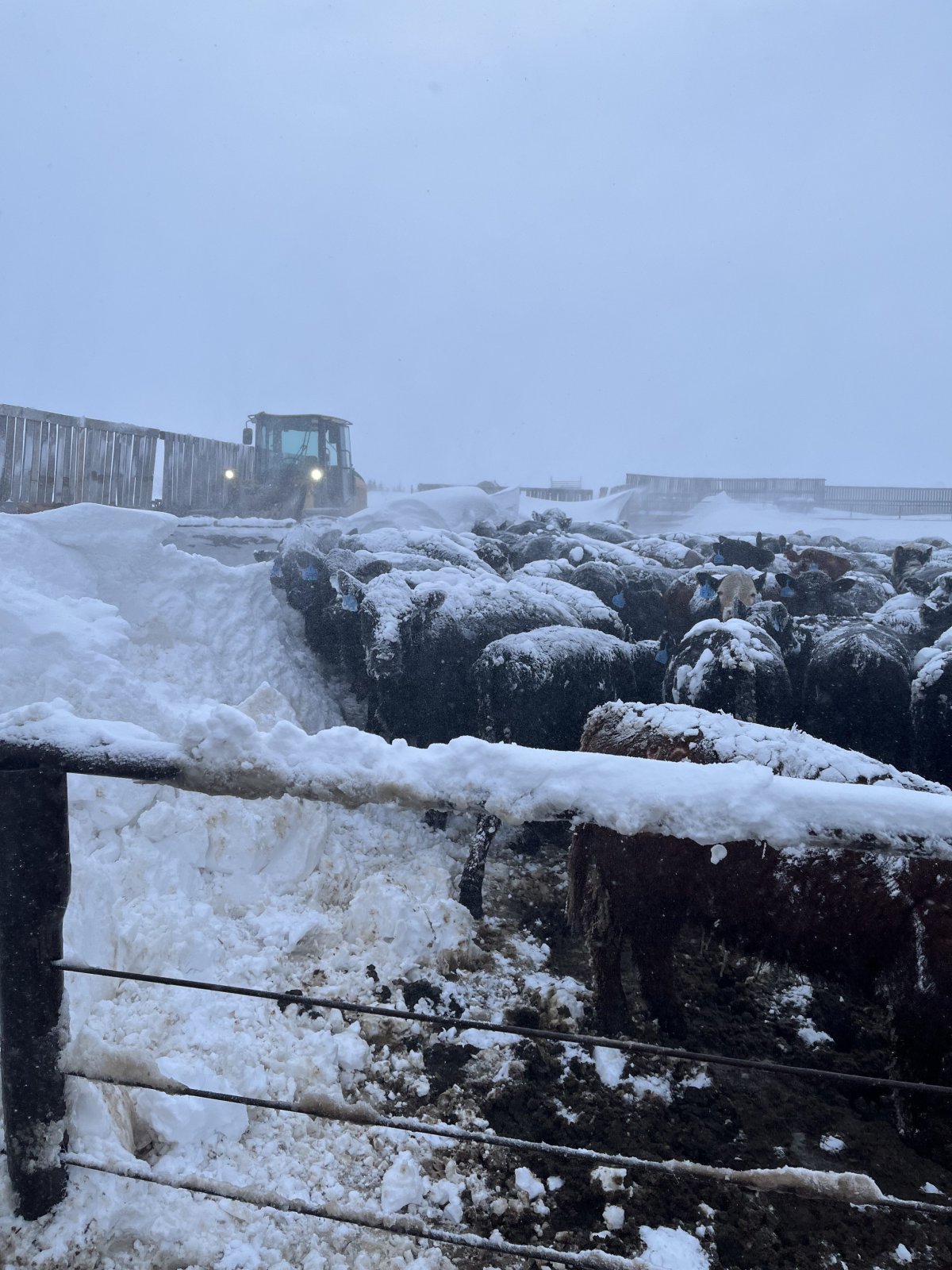 Some of Chad Ross' cattle during the April blizzard at his ranch in Estevan, Sask.