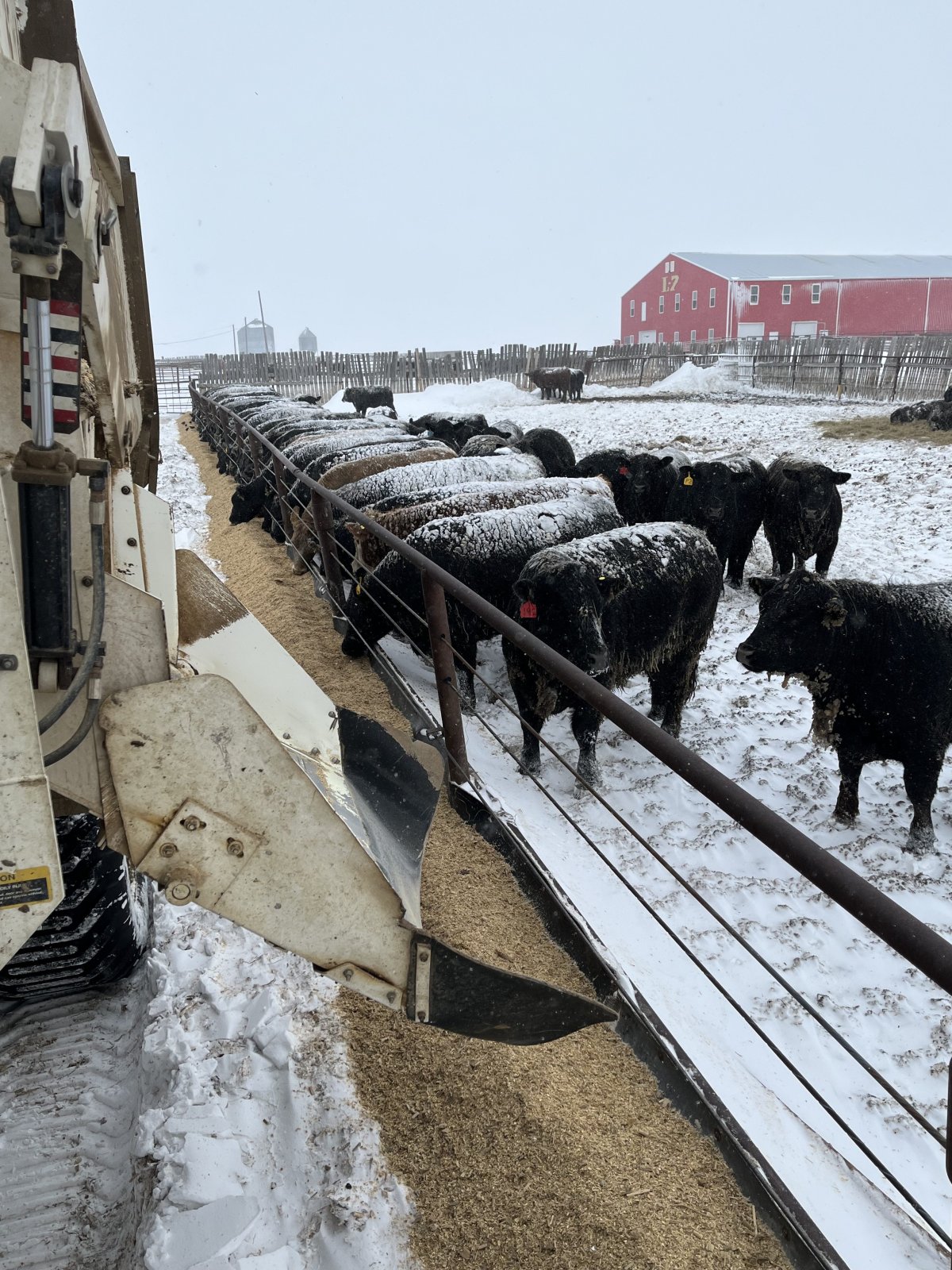 Chad Ross' cattle during the April Blizzard at his ranch in Estevan, Sask.