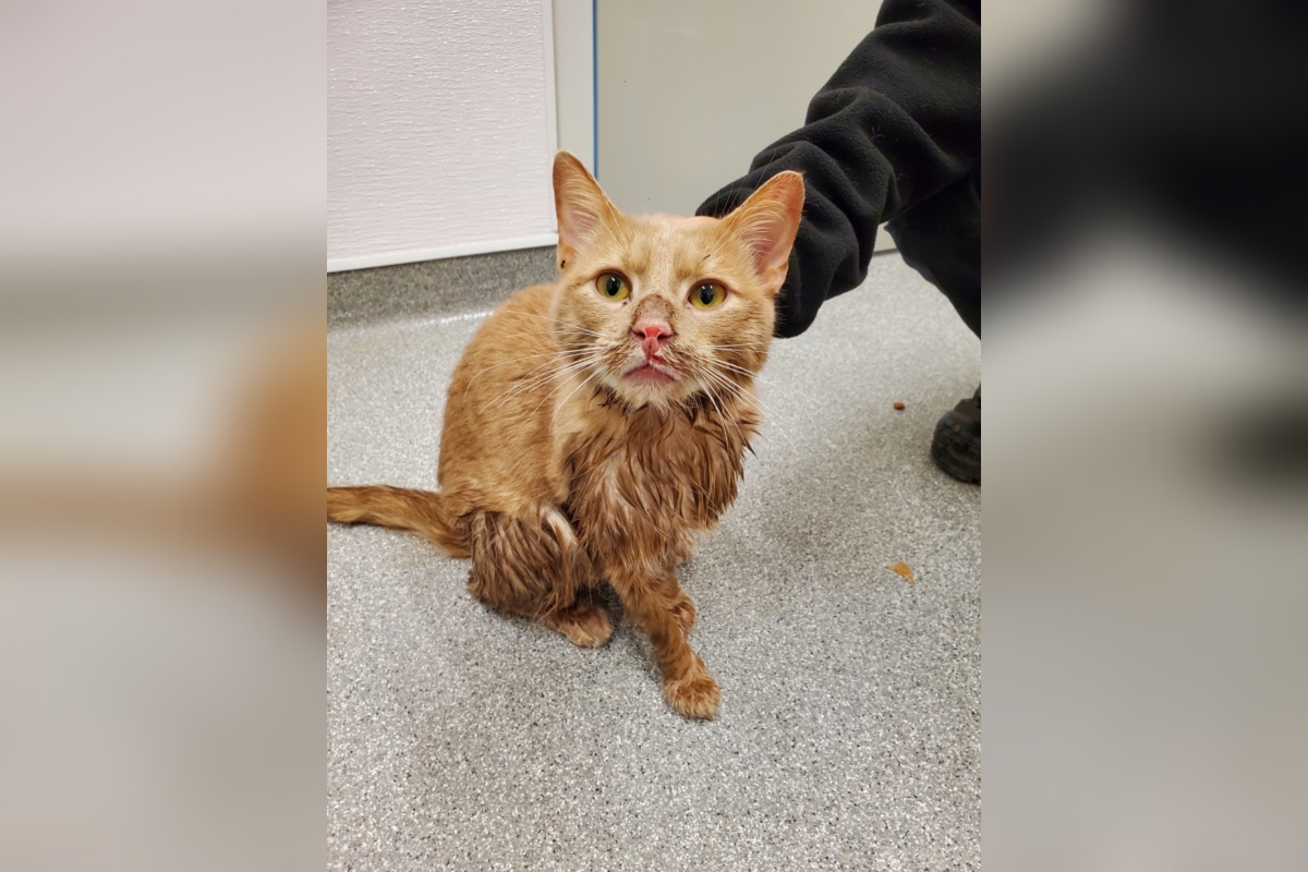 The Guelph Humane Society says someone found cat trapped in a carrier in a flooded ditch. 