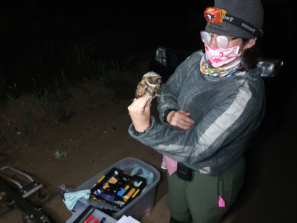 WATCH: Research assistant Maryse Gagné holds a whip-poor-will that took part in a recent study tracking how light pollution affects the migration patterns of nocturnal birds.