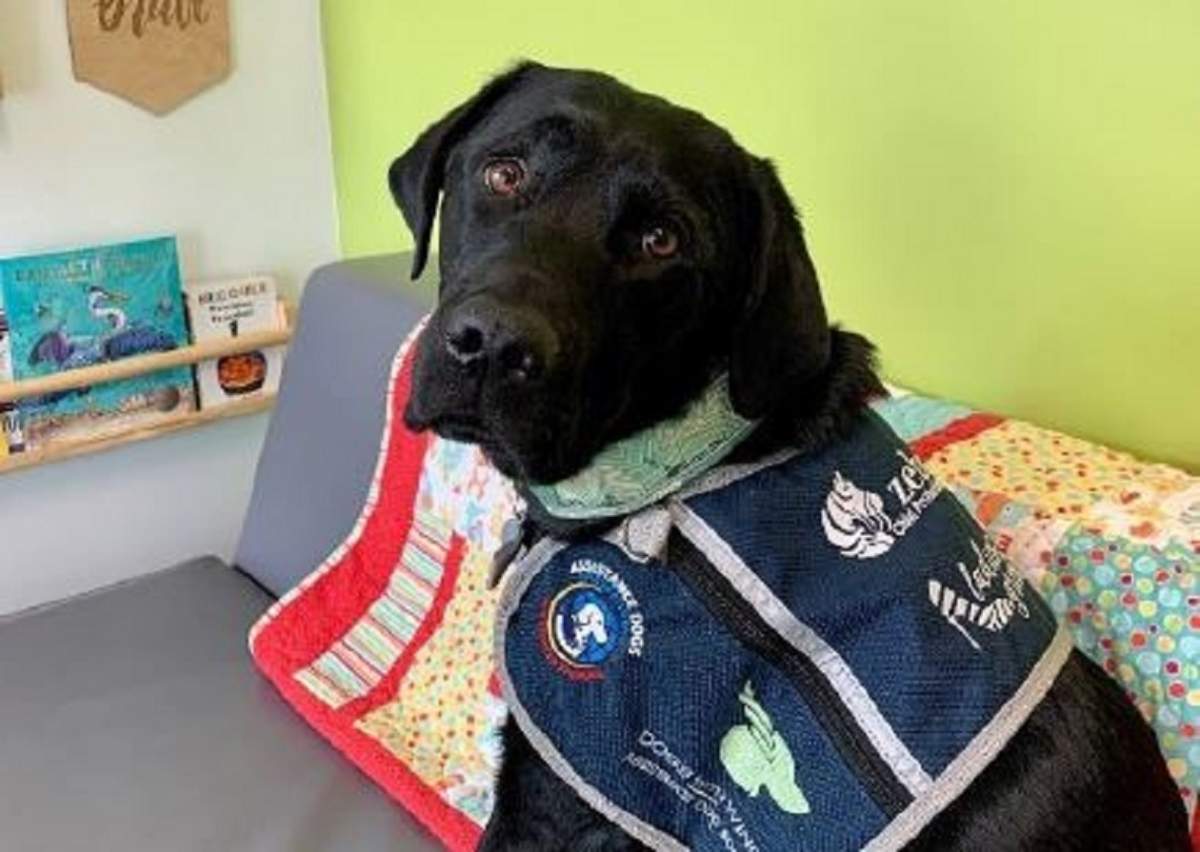 Cajun, a two-year-old black Labrador retriever, joined the Zebra Child Protection Centre in March 2022 as an accredited facility dog.