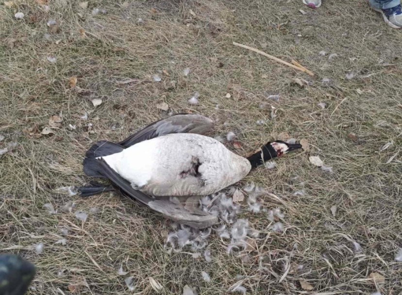 Canada goose drowned top bird