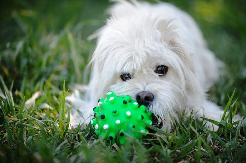 Dog chewing on ball in grass