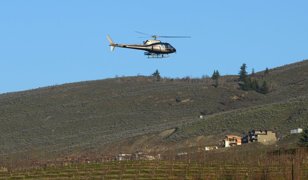 This helicopter was spotted in Vernon in the Okanagan Landing area. The helicopter has been flying low over the cherry orchard blowing warmer air down over the trees, which are blossoming, to reduce the damage from early morning frost.