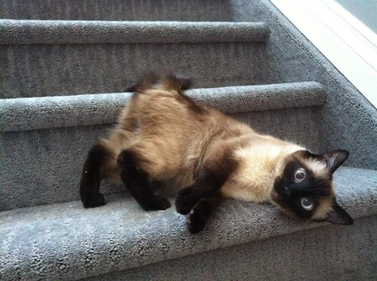 Kiki the cat was found after being missing for five years in Edmonton, Alta.