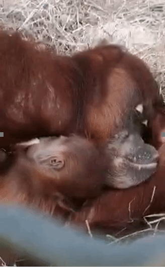 A “critically endangered” Sumatran orangutan has just been born at the Toronto Zoo.