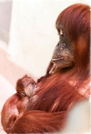 A "critically endangered" Sumatran orangutan has just been born at the Toronto Zoo.