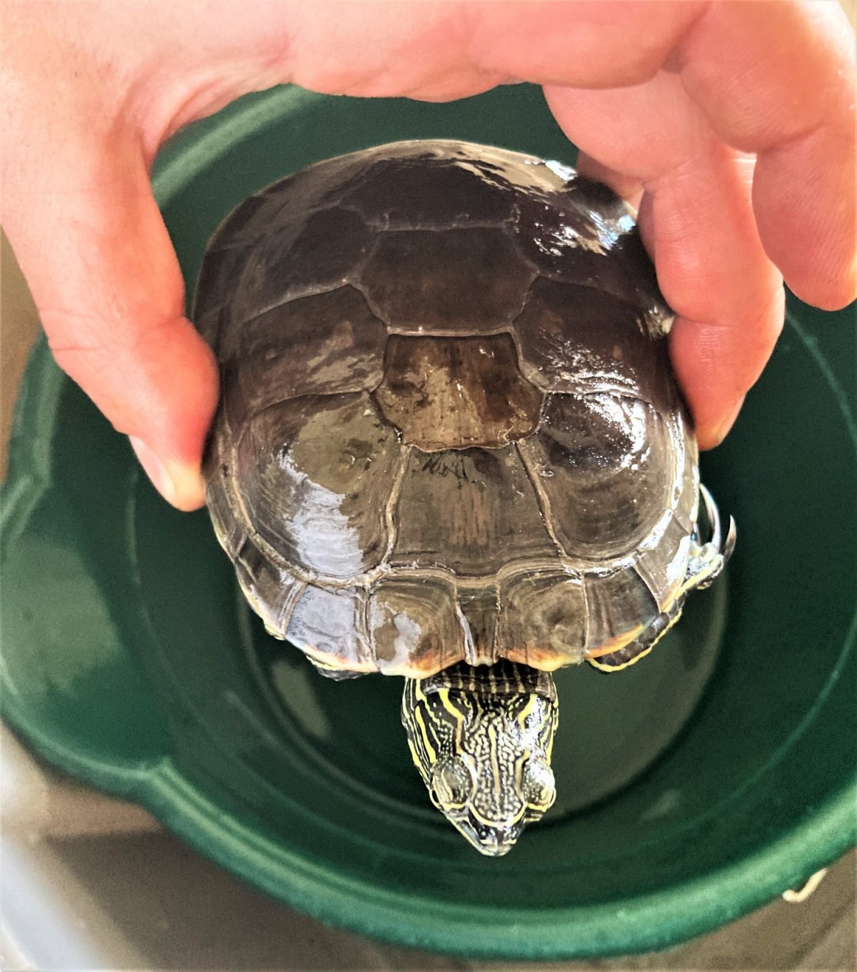 A complaint was made to the Report All Poachers and Polluters hotline from someone who had seen the turtle advertised for sale online, and the conservation service said it launched an investigation at that point. .