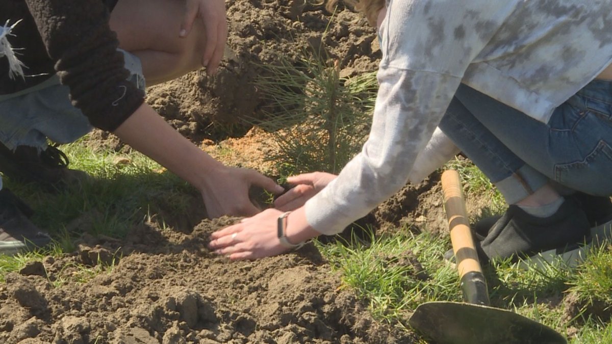 Students at A.L. Fortune Secondary in Enderby, B.C., planting trees.