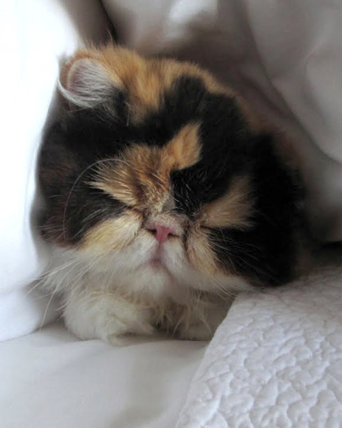 Martha Stewart's cat, Princess Peony, was accidentally killed by four of her dogs.