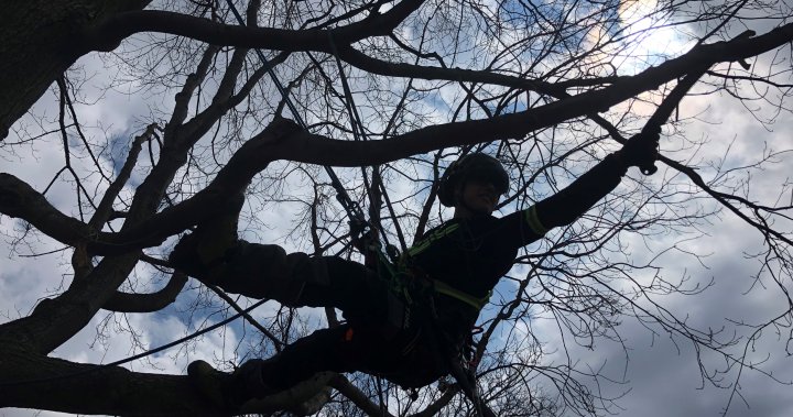 Fleming College students get ready for 24th annual Tree Climbing  Competition - Peterborough