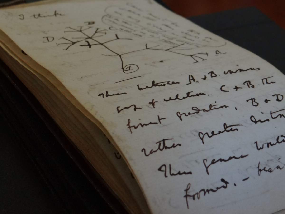 A page from Darwin's 1837 notebook showing the Tree of Life sketch.