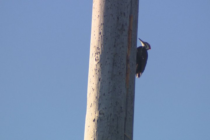 Pesky woodpecker leaves future of iconic flagpole in Quebec up in the air