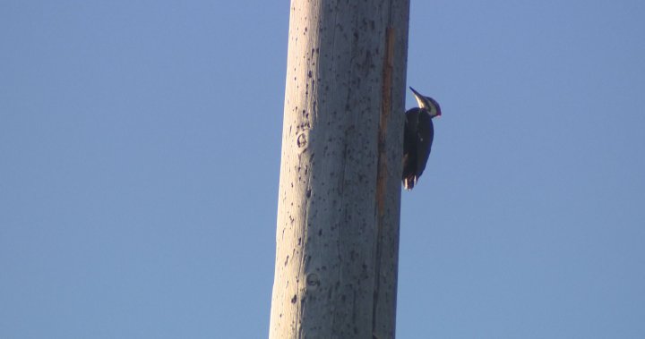 Pesky woodpecker leaves future of iconic flagpole in Quebec up in the air