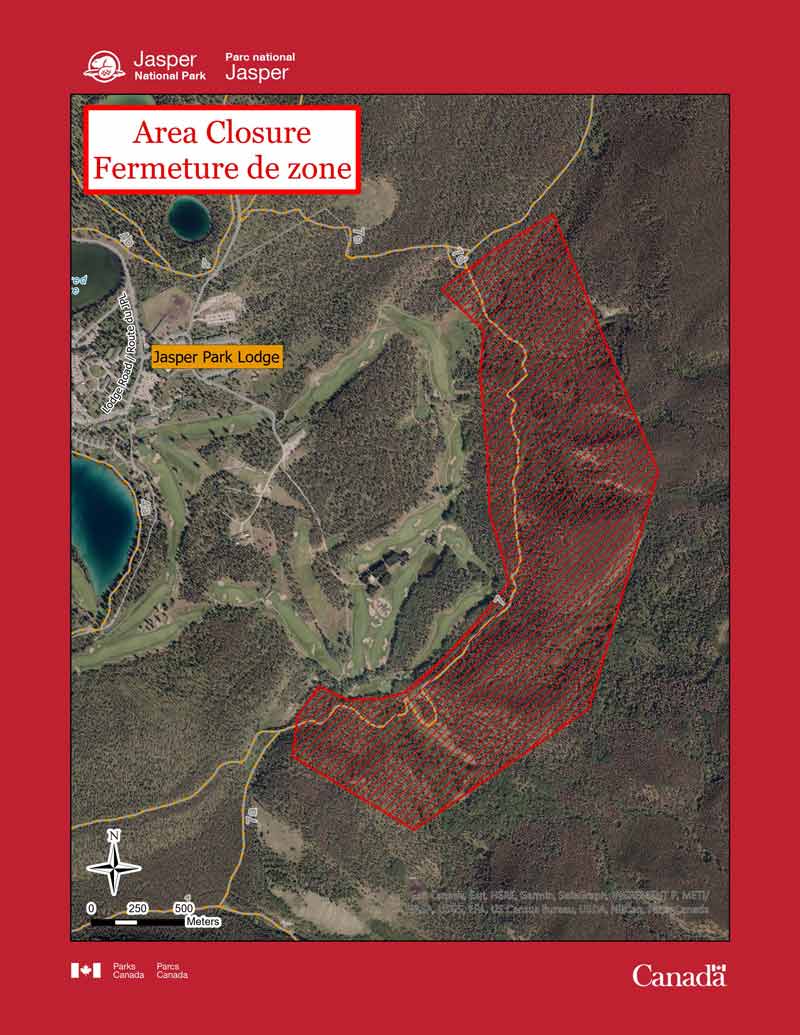 Jasper National Park warns of grizzly bears wandering into townsite - image