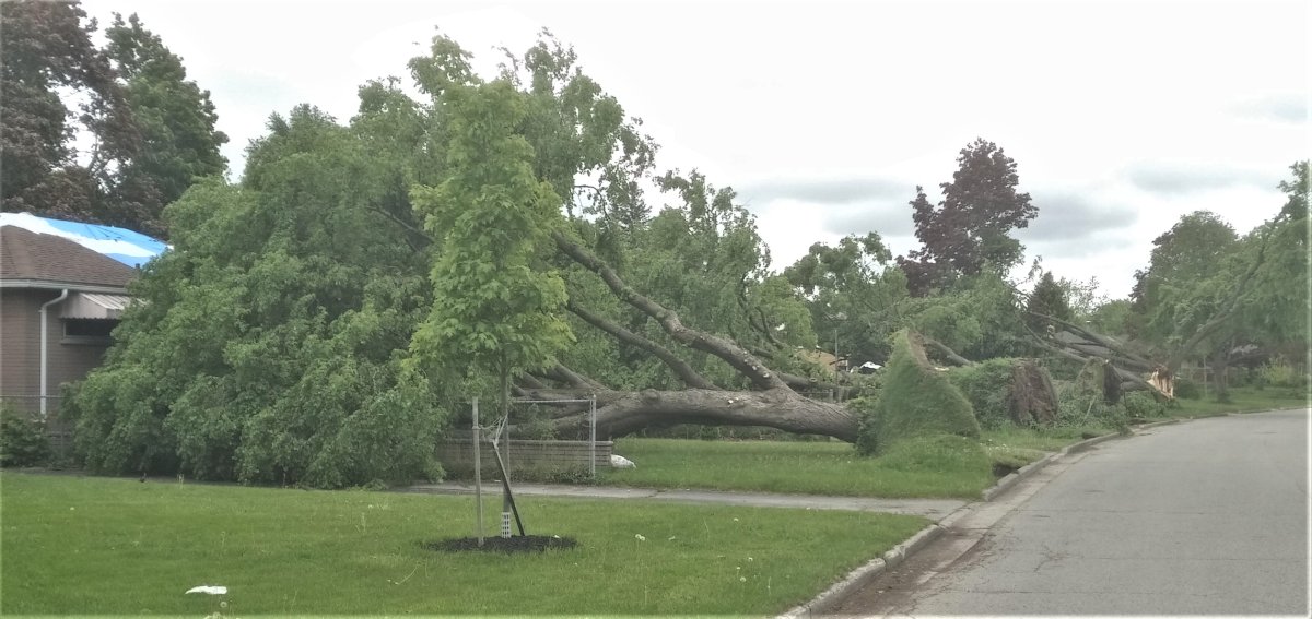 Downed trees in Huron Heights following Saturday's (May 21, 2022) storm which rolled through southern Ontario. Western researchers have confirmed the damage was the result of one of two EF1 tornadoes which touched down within minutes of each other in the city.