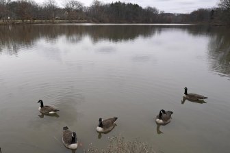 Primi segni di influenza aviaria che colpiscono gli uccelli acquatici a Lethbridge
