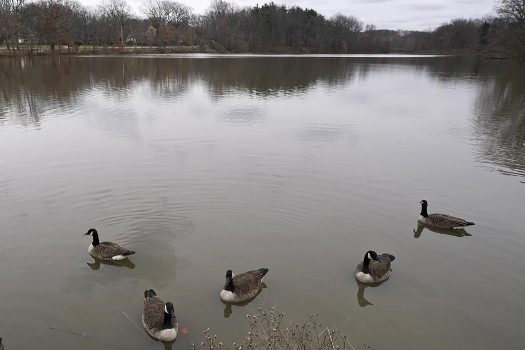 Canadian geese sit in Lower Shaker Lake, Tuesday, Dec. 7, 2021, in Cleveland Heights, Ohio.