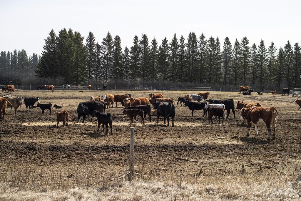 An Alberta regulator says it won't review its decision to reject a proposed cattle feedlot near a popular recreational lake.