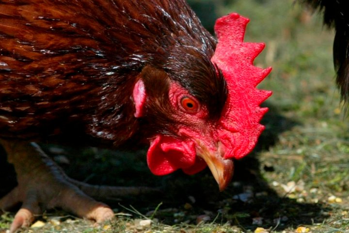 Alberta poultry producers hit hardest as Canadian farmers battle avian flu