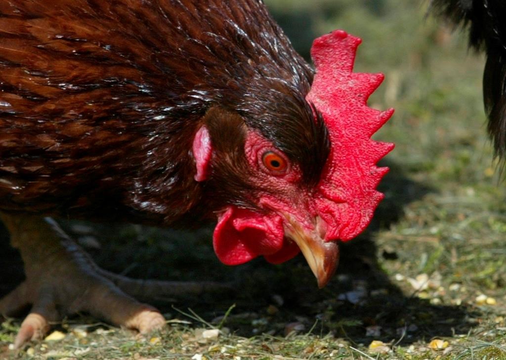 A chicken feeds on a hobby farm in Maple Ridge, B.C., Monday, April 5, 2022.