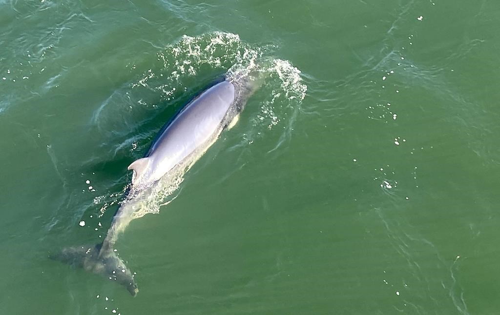 A whale is seen in the waters of the St. Lawrence River, near Montreal, Monday, May 9, 2022. 