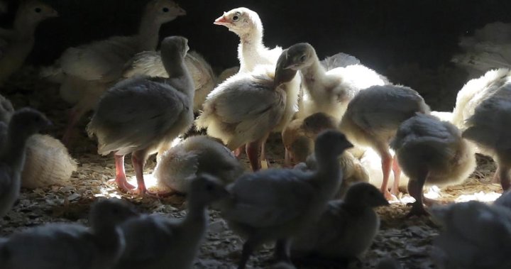 Avian flu detected on Vancouver Island in small Comox Valley poultry flock