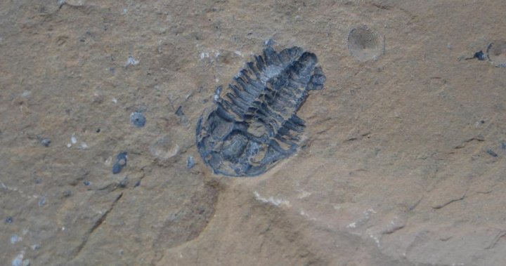 Quebecer fined $20,000 after 45 fossils stolen from Burgess Shale, Parks Canada says