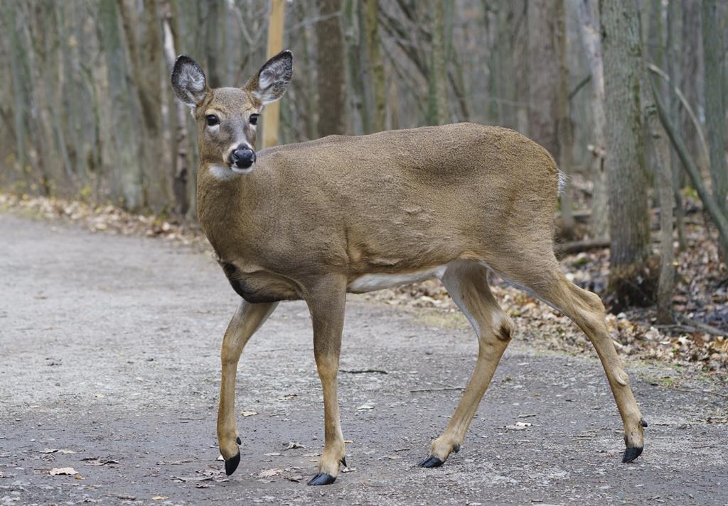 Province takes more steps to combat chronic wasting disease - image