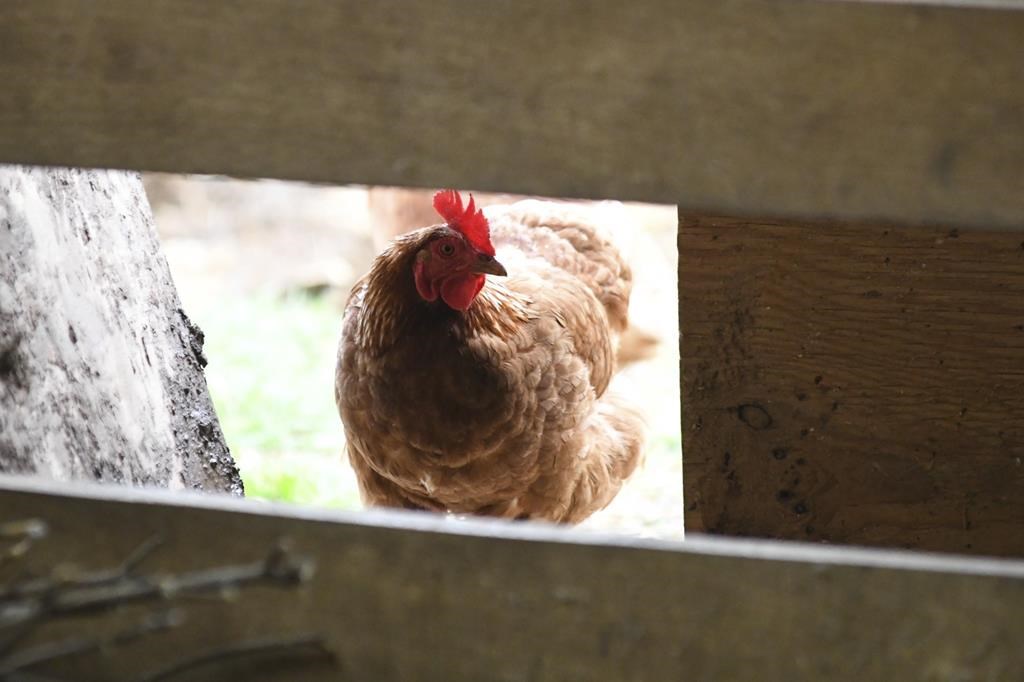 A chicken looks in the barn at Honey Brook Farm in Schuylkill Haven, Pa., on Monday, April 18, 2022. THE CANADIAN PRESS/via AP-Republican-Herald-Lindsey Shuey.