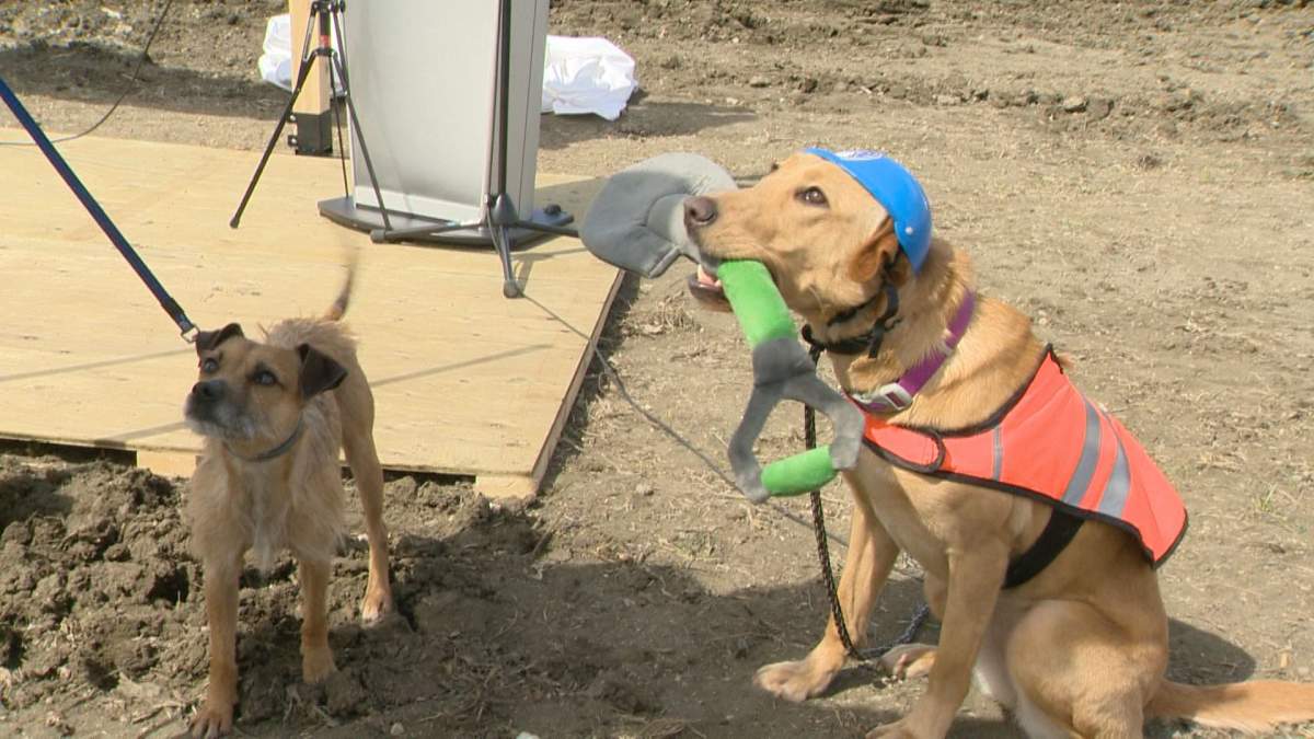 Dog holds shovel in his mouth at new animal community centre in Regina