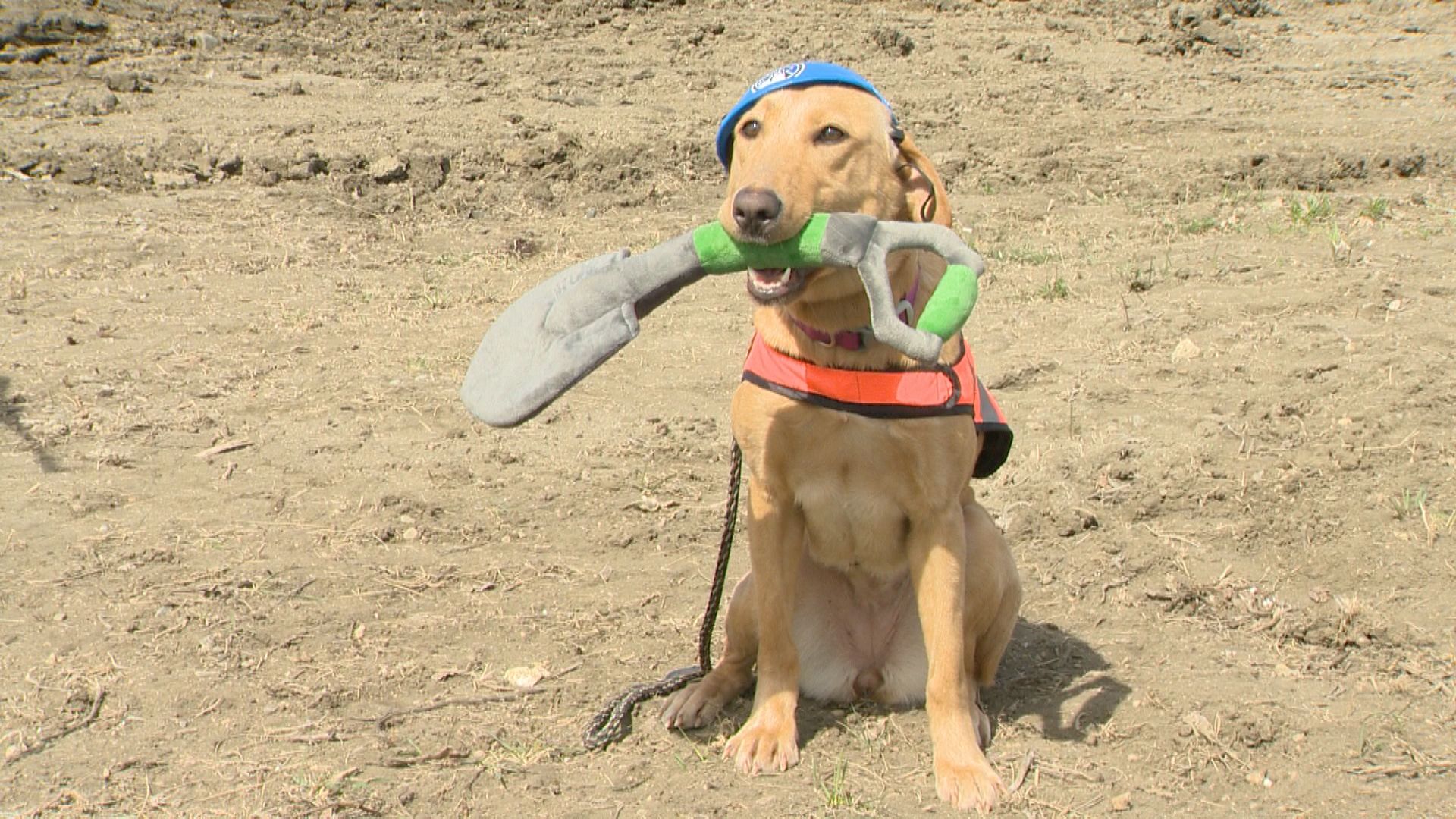 Regina Humane Society breaks ground for a new animal community