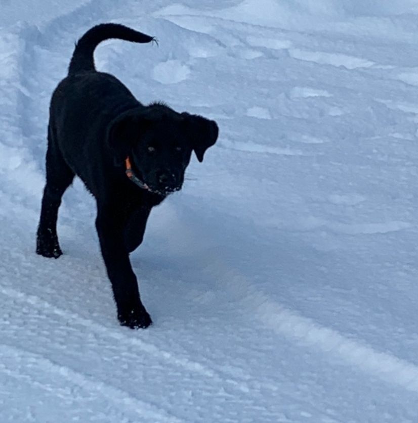 Regina Lefou's dog, which had to stay behind in the flooded community of Chateh on the Dene Tha' First Nation.