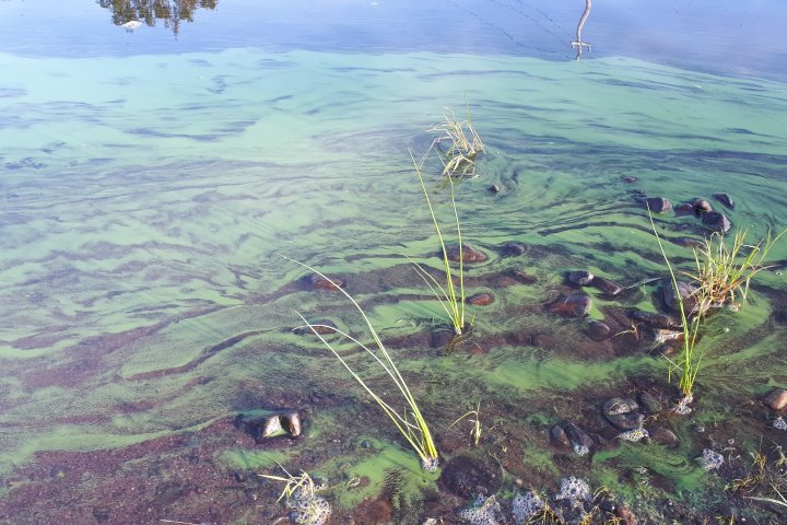 Halifax area beach closed because of toxin producing algae bloom in lake