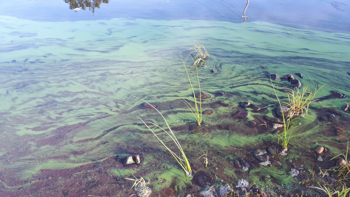 A medium-density bloom of blue-green algae species in Nova Scotia, near the shoreline of a lake.