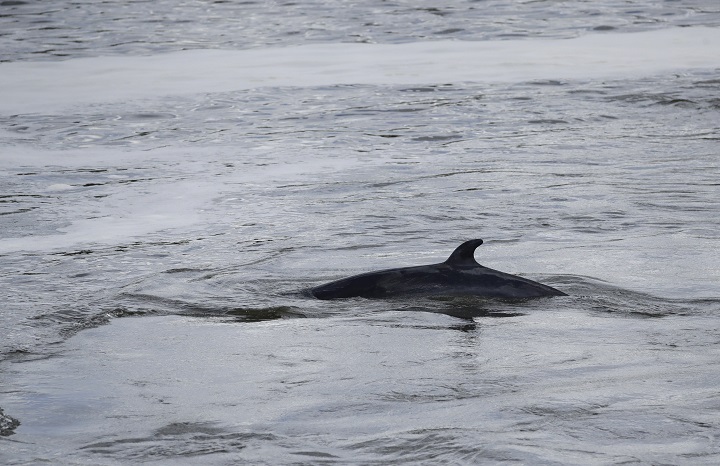 In this May 10, 2021 photo, a young minke whale swims near Teddington Lock, in London.