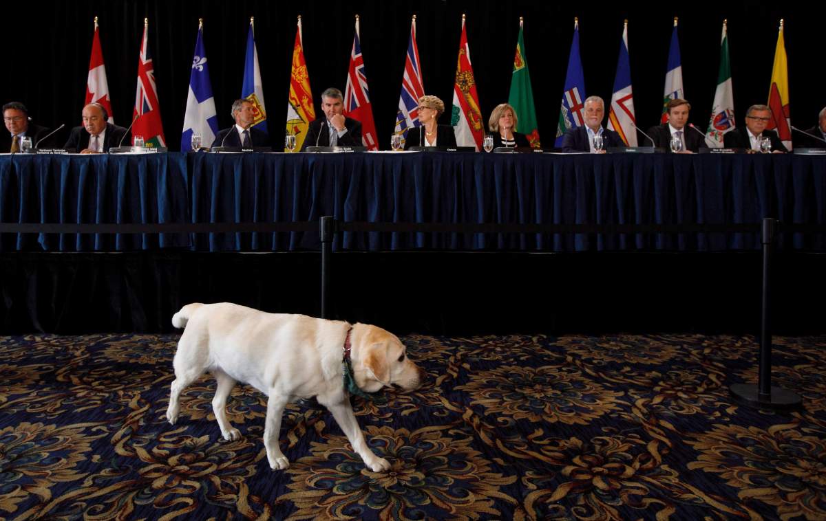 Smudge the hotel dog walks past the stage full of Canada's premiers during the Council of Federation meetings in Edmonton, Alta, on Wednesday July 19, 2017.