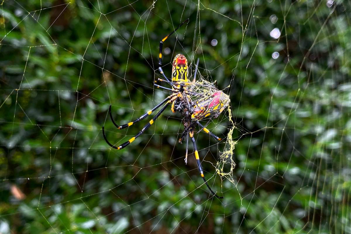 The Joro spider, a large spider native to East Asia, is seen in Johns Creek, Ga., on Sunday, Oct. 24, 2021. (AP Photo/Alex Sanz)