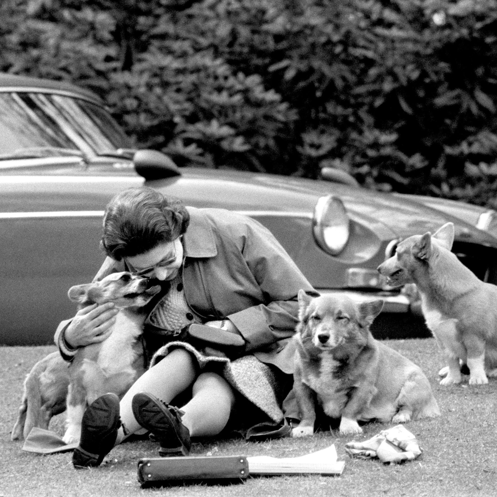 Queen elizabeth clearance 2 corgis