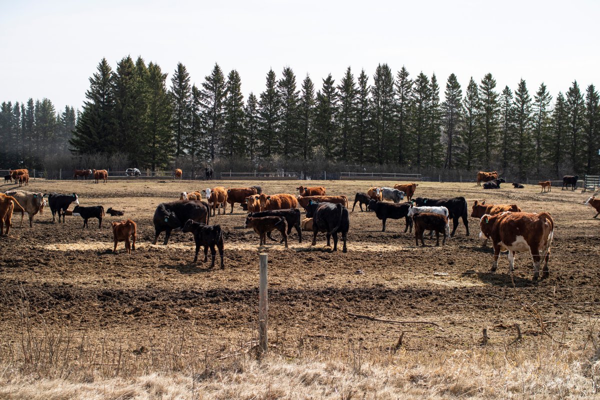 Cattle roam in a filed where there will be a potential feedlot near Pigeon Lake Alta, on Sunday May 1, 2022. 2022.