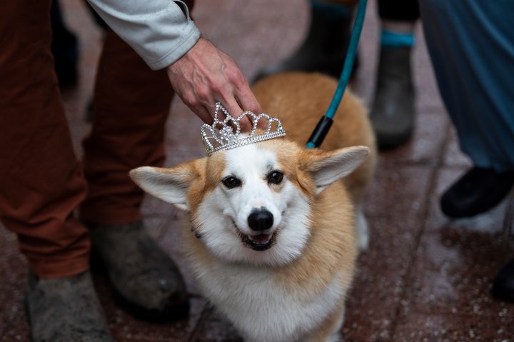 Royal ‘ruff: Corgi lovers reflect on breed’s rise as Platinum Jubilee ...