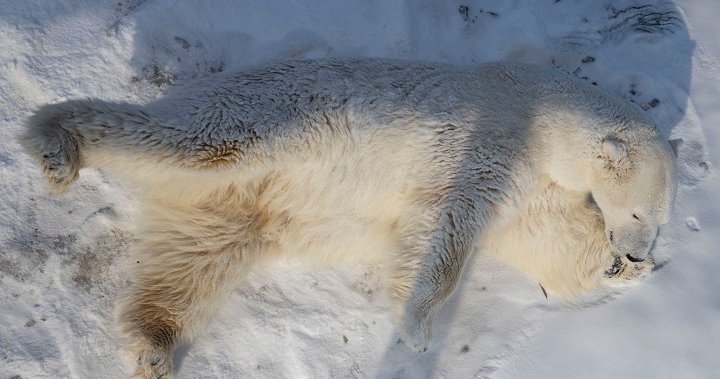 Polar bear experts say killing animal in Quebec was necessary, standard practice